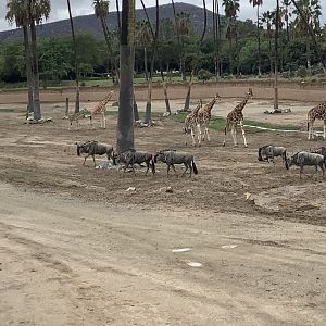 Giraffe and Wildebeest 10/9/21