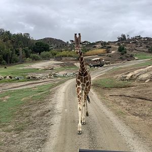 Giraffe 10/9/21