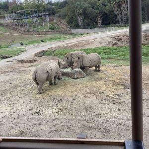 Rhinos eating 10/9/21