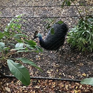 Cassowary 10/9/21