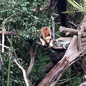 Tree Kangaroo 10/9/21