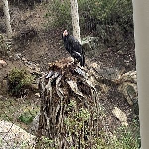 California Condor 10/9/21