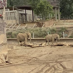 African Elephant 10/9/21