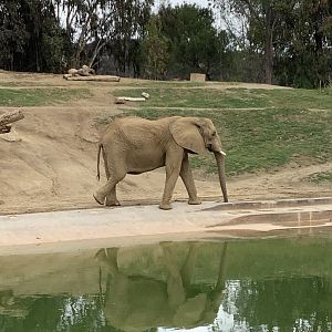 African Elephant 10/9/21