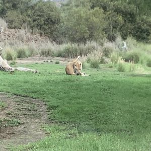 African Lion 10/9/21