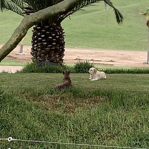 Cheetah and Puppy Pal 10/9/21
