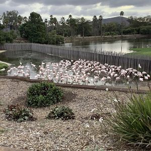 Flamingos 10/9/21