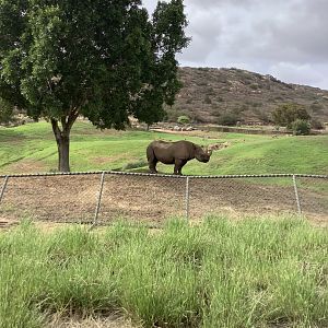 Black Rhinoceros 10/9/21