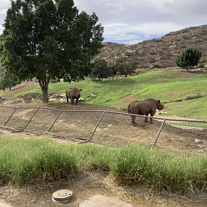 Black Rhinoceros 10/9/21