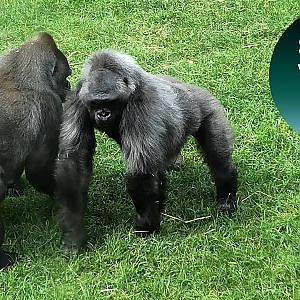 Silverback Gorilla Making Sure Ozala And Her Mum Behave