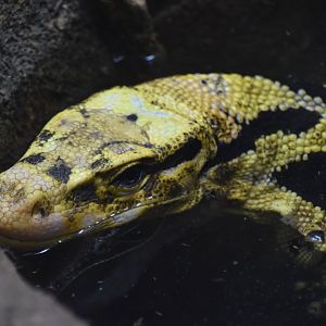 Mindanao water monitor