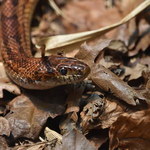 Corn snake