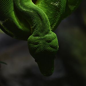 Emerald tree boa