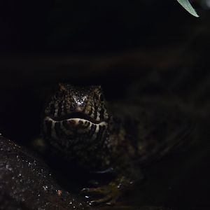 Chinese crocodile lizard portrait