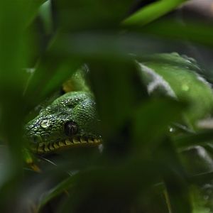 Emerald tree boa