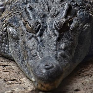 Philippine crocodile