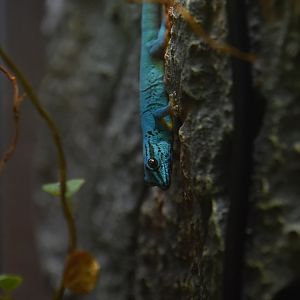 Turquoise dwarf gecko