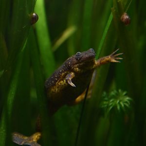 Lake Oku clawed frog (and snails)