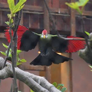 Turaco in flight