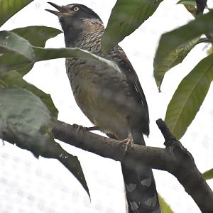 Spotted laughingthrush singing