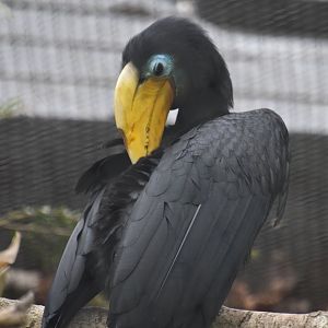 Wrinkled hornbill