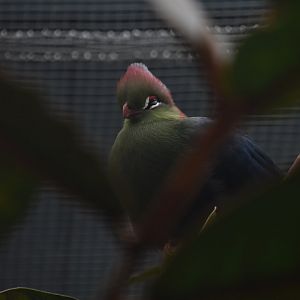 Fischer's turaco