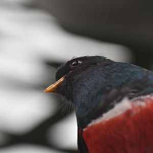 Collared trogon male
