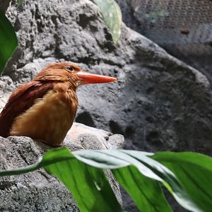 Taiwan ruddy kingfisher （Halcyon coromanda bangsi）