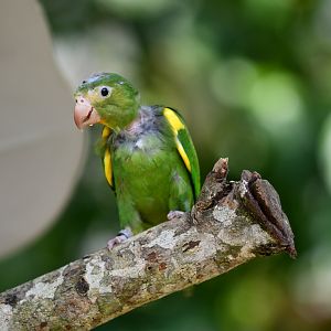 Cobalt-winged parakeet