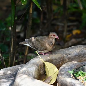 Ruddy Quail Dove (female?)