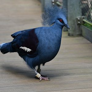 Crowned pigeon