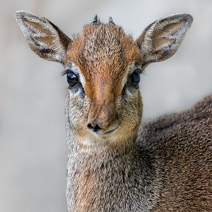 Kirk's Dik-dik (m) / Hamerton / 11-4-23