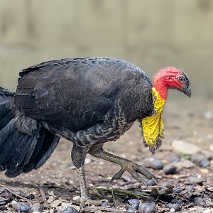 Australian Brush Turkey / Hamerton / 3-5-23