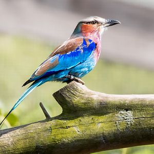 Lilac Breasted Roller / Hamerton / 3-5-23