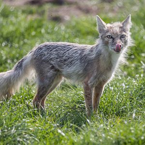 Corsac Fox (mid moult) / Hamerton / 3-5-23