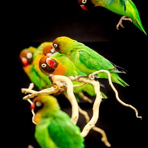 Black-cheeked Lovebirds / Hamerton / 3-5-23