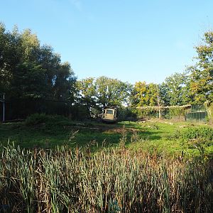 African lion exhibit, 2022-10-09