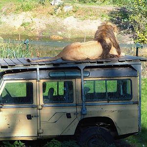 African lion (Panthera leo) on top of Land Rover, 2022-10-09