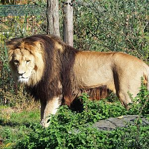 African lion (Panthera leo), 2022-10-09