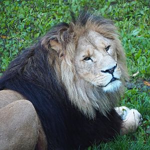 African lion (Panthera leo), 2022-10-09