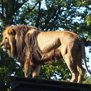 African lion (Panthera leo), 2022-10-09