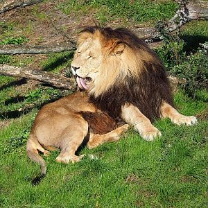 African lion (Panthera leo), 2022-10-09