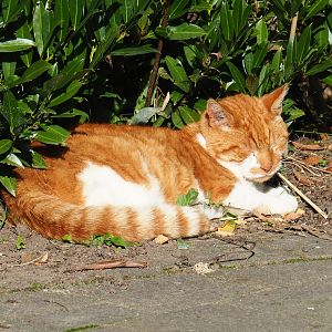 Domestic cat (Felis catus), 2022-10-09