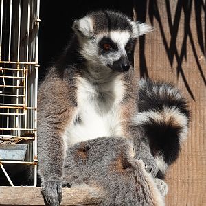 Ring-tailed lemur (Lemur catta), 2022-10-09