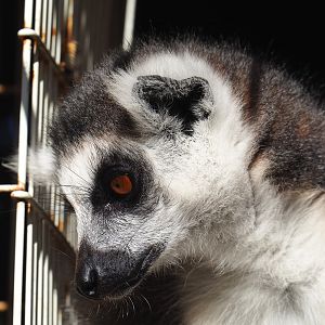 Ring-tailed lemur (Lemur catta), 2022-10-09