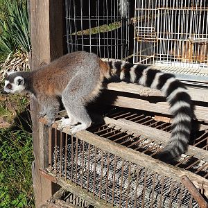 Ring-tailed lemur (Lemur catta), 2022-10-09