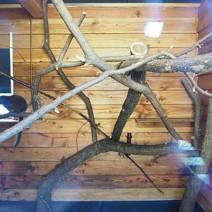 Lac Alaotra bamboo lemur indoor housing, 2022-10-09