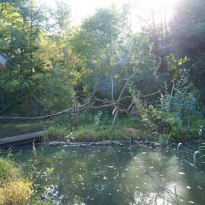Lac Alaotra bamboo lemur island, 2022-10-09