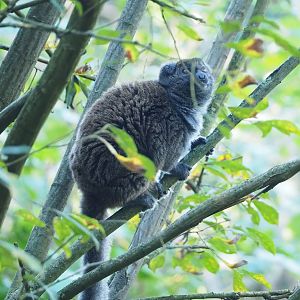Lac Alaotra bamboo lemur (Hapalemur alaotrensis), 2022-10-09