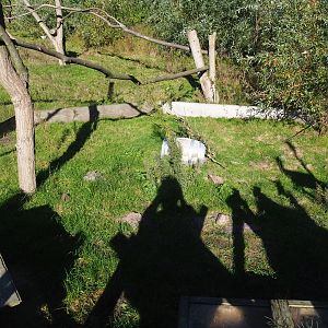 Hermann's tortoise exhibit on the lemur island, 2022-10-09